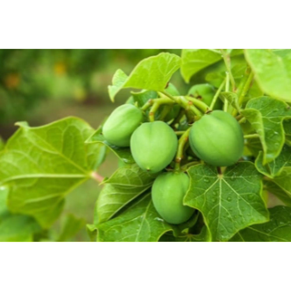 CARELIKA Exotic Body Scrub – kūno šveitiklis su greipfrutu, jūros druska ir eteriniu mandarinų aliejumi, 200 ml