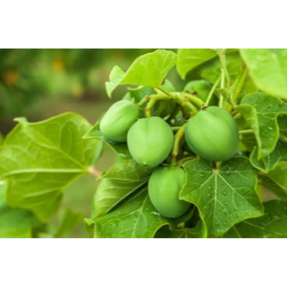 CARELIKA Gold kūno šveitiklis su auksiniais blizgučiais, kaviaro ekstraktu ir augaliniu glicerinu, 200 ml