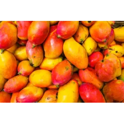 CARELIKA Exotic Body Butter – maitinantis kūno sviestas su odą minkštinančiomis savybėmis, 250 ml